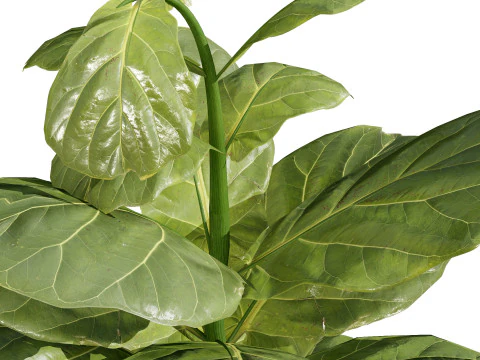 Fiddle Leaf Fig indoor plants collection 3D Model