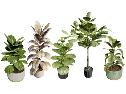 Fiddle Leaf Fig indoor plants collection Modelo 3D