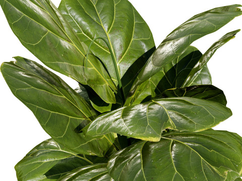 Fiddle Leaf Fig indoor plants collection Modelo 3D