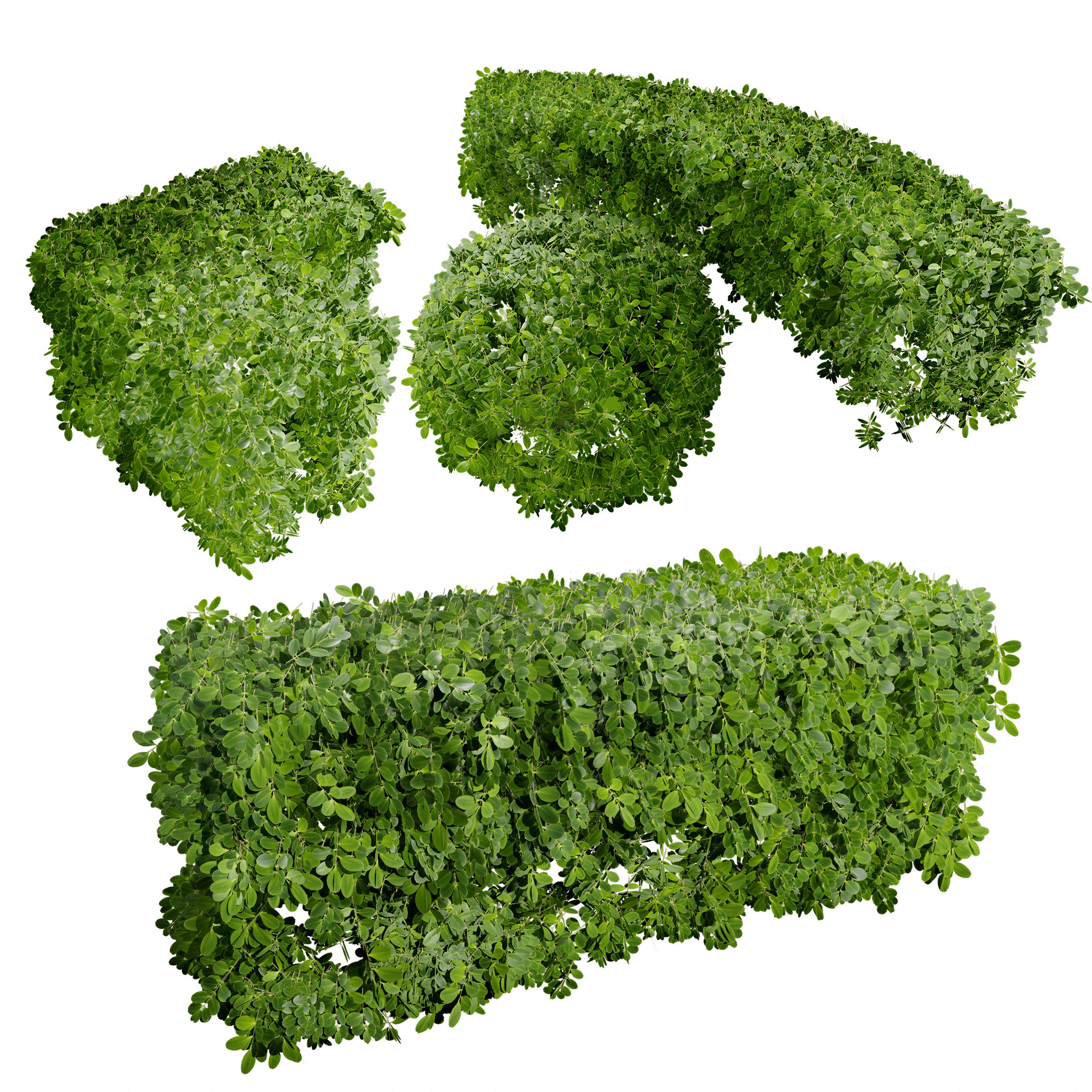 Boxwood Plant 3D Model .c4d .max .obj .3ds .fbx .stl .blend