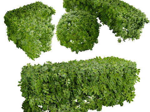 Boxwood Plant 3D Model