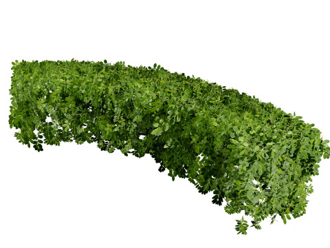 Boxwood Plant 3D Model