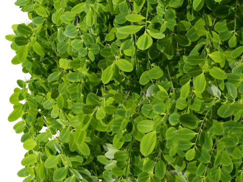 Boxwood Plant 3D Model