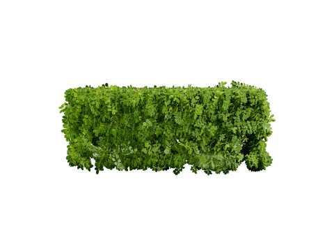 Boxwood Plant 3D Model