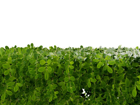 Boxwood Plant 3D Model