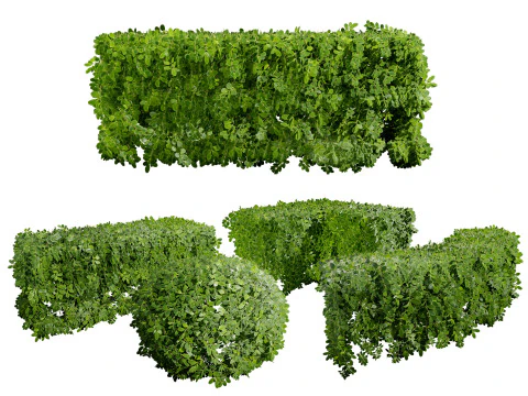 Boxwood Plant 3D Model