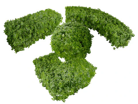 Boxwood Plant 3D Model