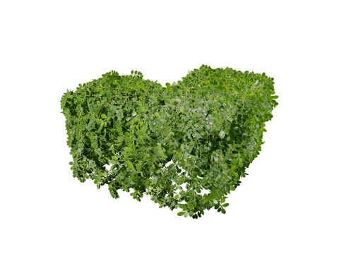 Boxwood Plant 3D Model