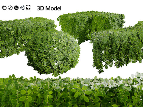 Boxwood Plant 3D Model