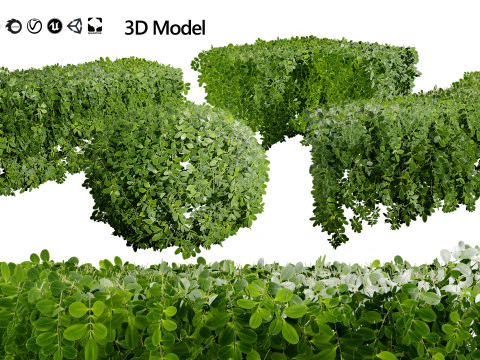 Boxwood Plant 3D Model