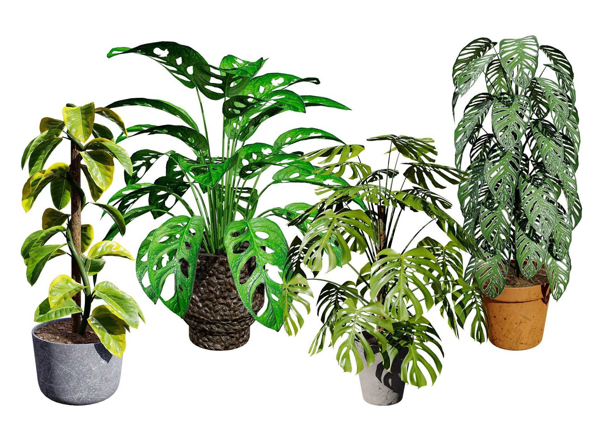 Monstera Plant 3D Model .c4d .max .obj .3ds .fbx .stl .blend 