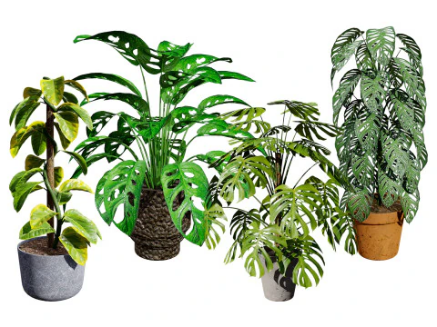 Tanaman Monstera Model 3D