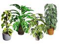 Monstera Plant 3D Модель