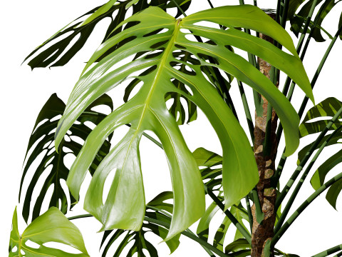 Monstera Plant 3D Model