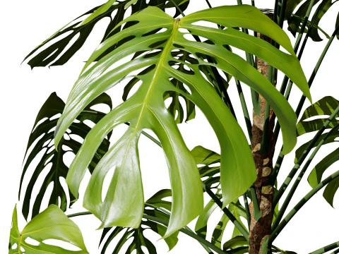Monstera Plant 3D Model