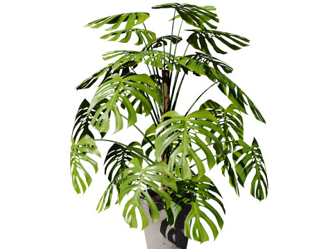 Monstera Plant 3D Model