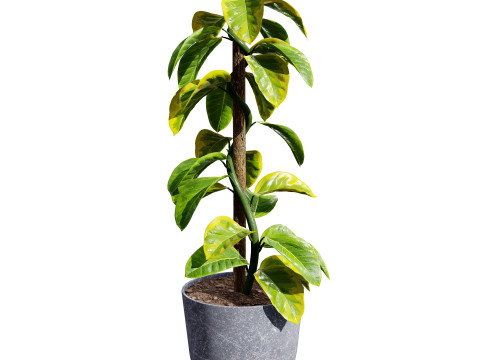 Monstera Plant 3D Model
