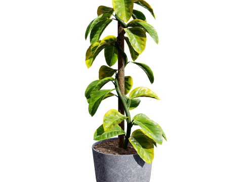 Monstera Plant 3D Model