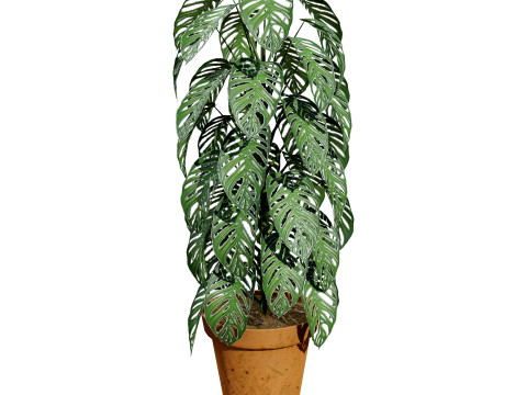 Monstera Plant 3D Model