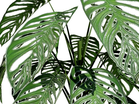 Monstera Plant 3D Model