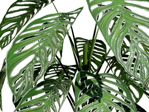Monstera Plant 3D Model