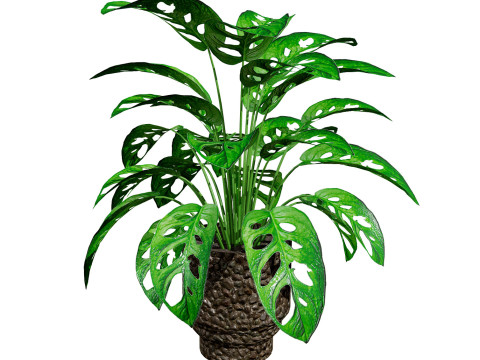 Monstera Plant 3D Model