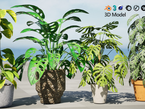 Monstera Plant 3D Model