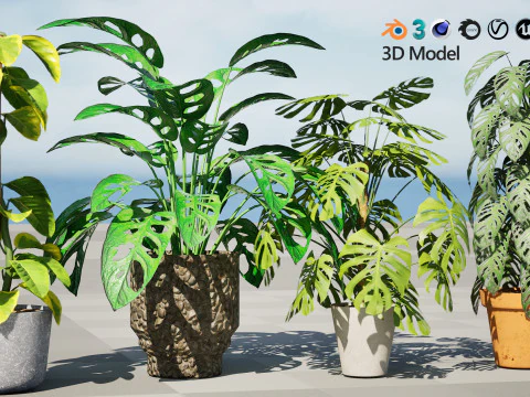 Monstera Plant 3D Model