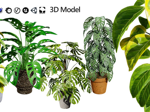 Monstera Plant 3D Model