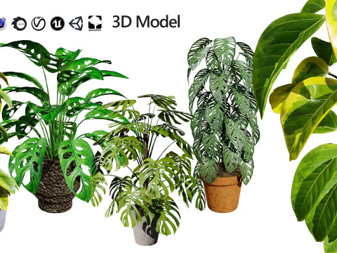 Monstera Plant 3D Model