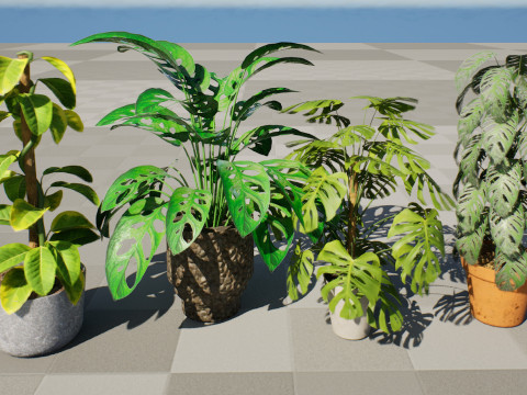 Monstera Plant 3D Model