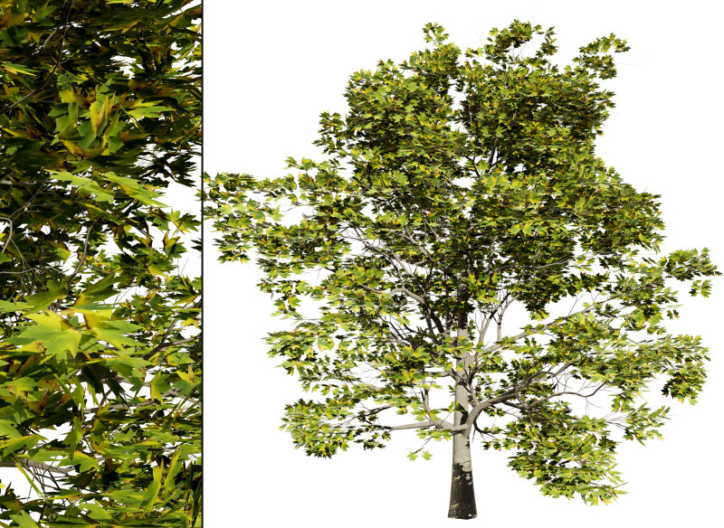 High-Detail Plane Tree 3D मॉडल .c4d .max .obj .3ds .fbx .stl .blend 