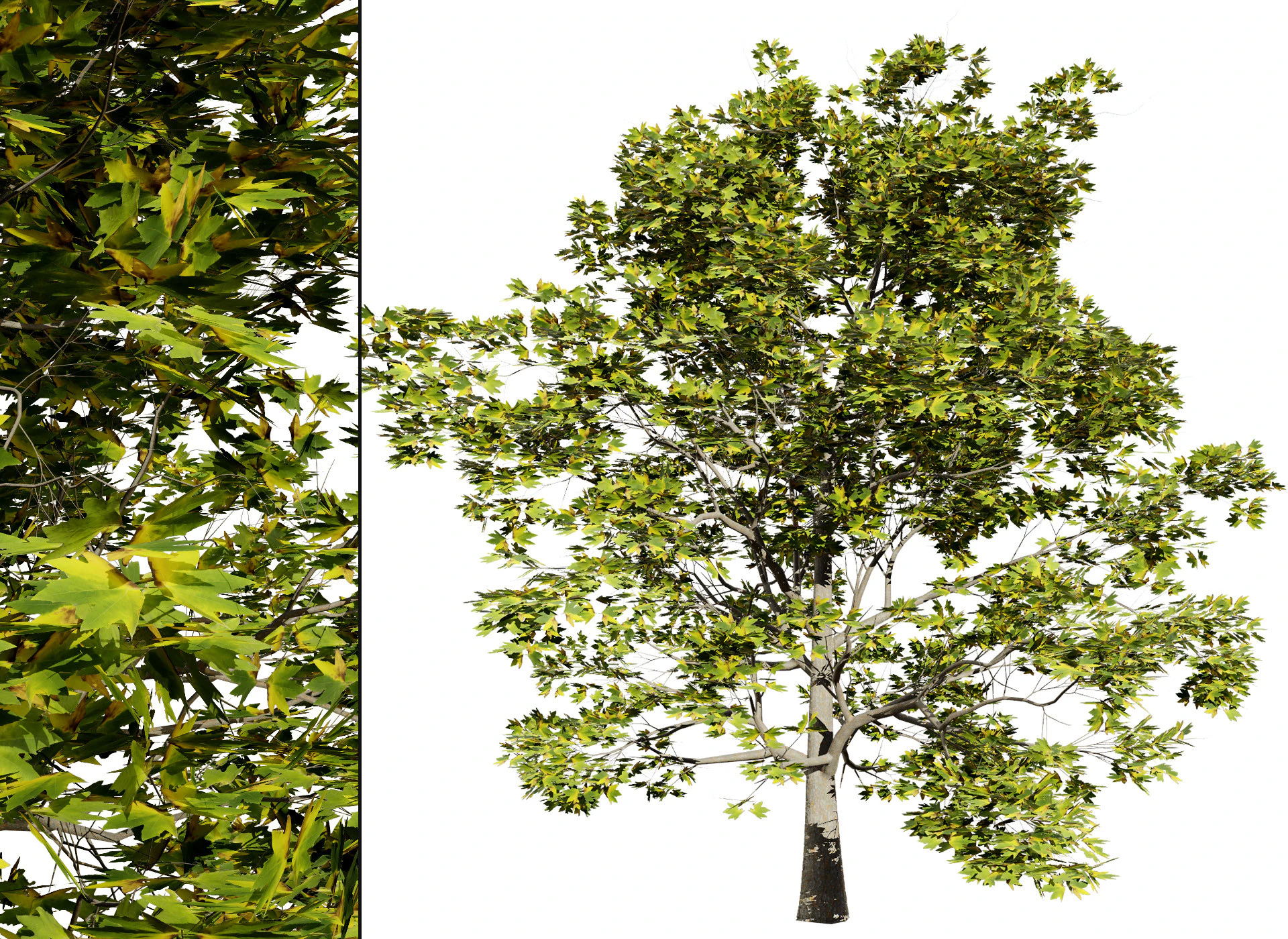 Hochdetaillierte Platane 3D Modell .c4d .max .obj .3ds .fbx .stl .blend 