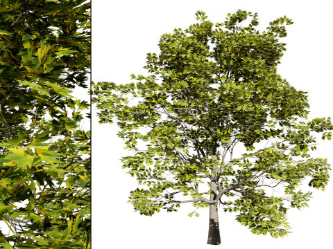 High-Detail Plane Tree 3D मॉडल