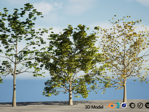 High-Detail Plane Tree 3D मॉडल