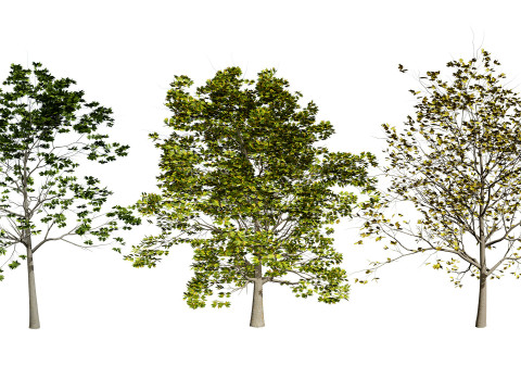 High-Detail Plane Tree 3D मॉडल