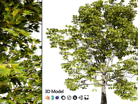 Hochdetaillierte Platane 3D Modell