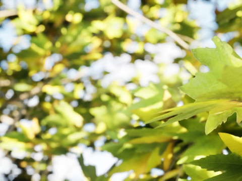High-Detail Plane Tree 3D मॉडल