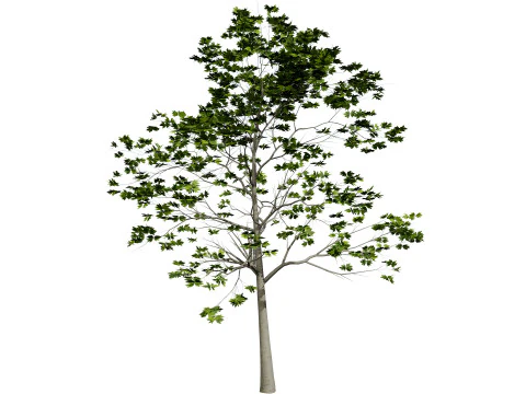 Hochdetaillierte Platane 3D Modell