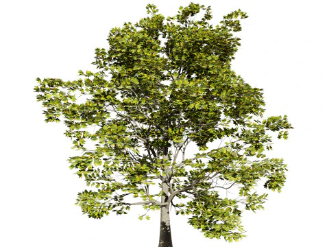 Hochdetaillierte Platane 3D Modell