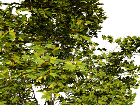 High-Detail Plane Tree 3D मॉडल