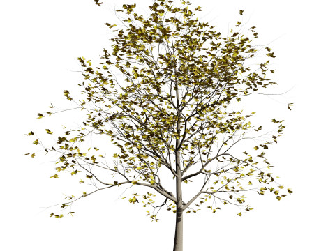 High-Detail Plane Tree 3D मॉडल