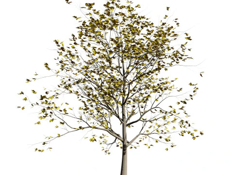 Hochdetaillierte Platane 3D Modell