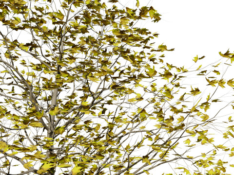 High-Detail Plane Tree 3D मॉडल