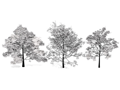 High-Detail Plane Tree 3D मॉडल