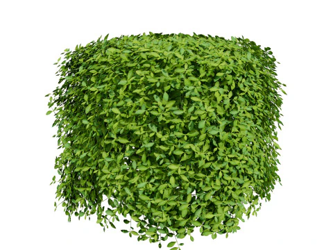 High-Detail Outdoor Plant Collection 3D Model