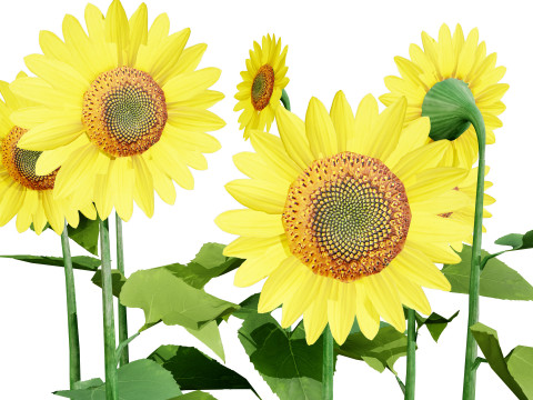 High-Detail Outdoor Plant Collection 3D 모델