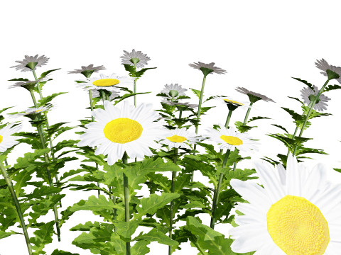 High-Detail Outdoor Plant Collection 3D 모델