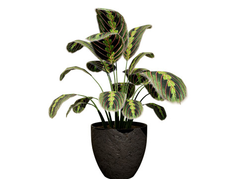 Prayer Plant 3D 모델
