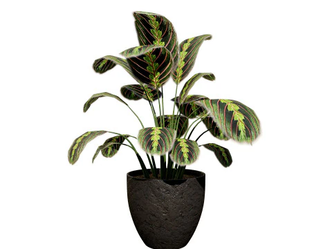 Prayer Plant 3D Model